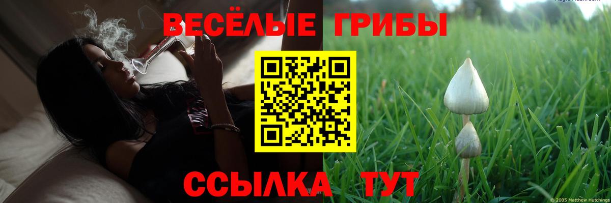 Кстово  Псилоцибиновые грибы Psilocybine cubensis  Вход с VPN 